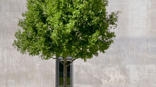 Baum im urbanen Umfeld