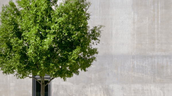 Baum im urbanen Umfeld