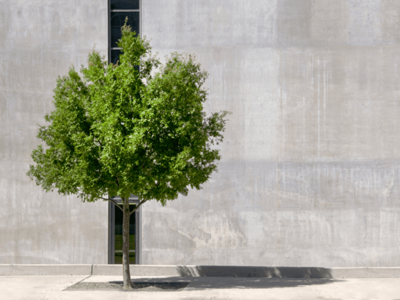 Baum im urbanen Umfeld