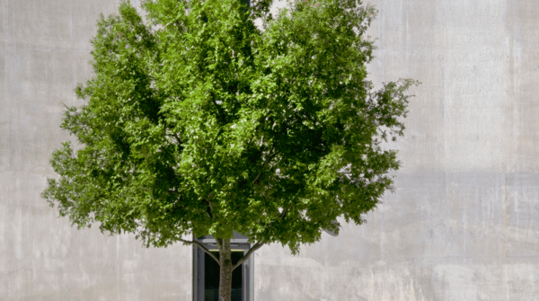 Baum im urbanen Umfeld