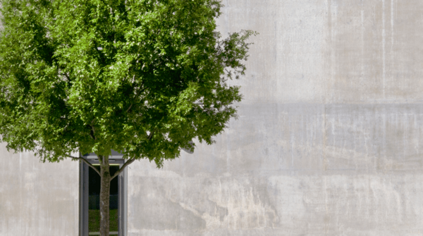 Baum im urbanen Umfeld
